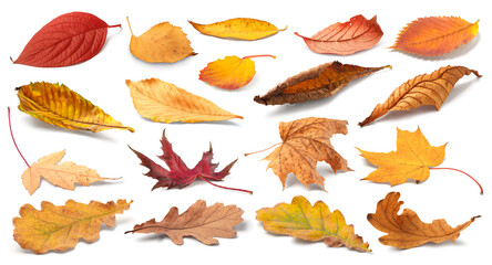 Aufkleber - Autumn leaves isolated. Collection of colorful fallen autumn leaves isolated on white background
