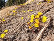 Yellow tussilago farfara flowers bloom in dry grass in forest.