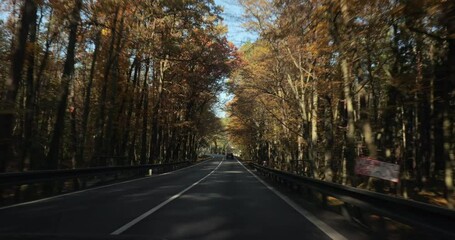 Wall Mural - Driving a car through autumn landscaper