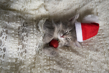 Wall Mural - kitten in a christmas hat christmas ball sleeping on a white background covered with a lace blanket in a Santa hat is lying in an embrace gift among vertical