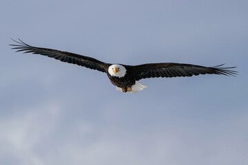 american bald eagle - wingspan