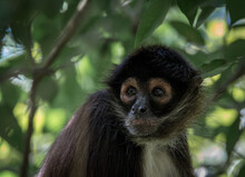 Spider Monkey Close Up In The Tropical Forest Surrounded By Green Leaves On A Sunny Afternoon With Blurry Exotic Background In The Yucatan Peninsula 
