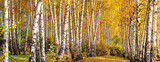 Birch grove on sunny autumn day, beautiful landscape through foliage and tree trunks, panorama, horizontal banner