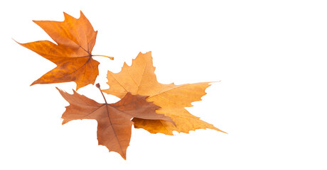 Wall Mural - Autumn maple leaves isolated on white background.