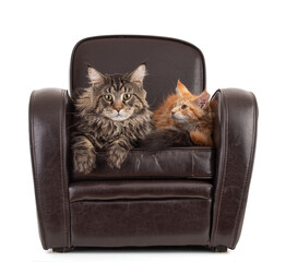 Wall Mural - Maine coon cat and his son on an armchair