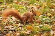 Wiewiórka wśród liści