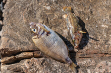 Two Dead Fish On Brown Large Rock On Sunny Day. Dead And Dry Fish On Seashore On Rock.
