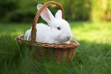 Poster - Cute white rabbit in wicker basket on grass outdoors