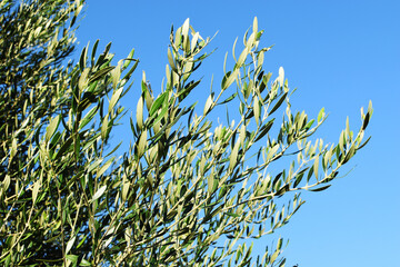 grass and sky