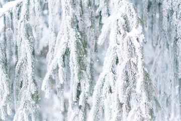 Wall Mural - background outside christmas tree in snow with falling snow.