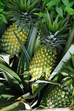 Pineapple Tree (Ananas Comosus) With A Natural Background. Exotic Tropical Fruit. Indonesian Call It Nanas