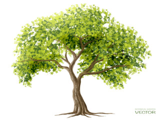 Vector watercolor of tree side view isolated on white background for landscape and architecture drawing, elements for environment and garden, painting botanical for section and elevation
