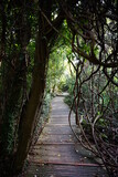 Fototapeta Natura - boardwalk through vines and old trees