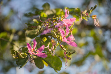 Wall Mural - pink flowers on tree