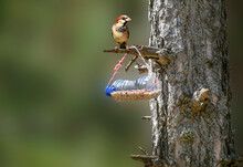 Bird Food And Sparrow On Pine Tree Trunk