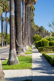 Beverly Hills street with tall palm trees