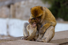 Mother And Baby Monkey, Barbary Macaque At Rock Of Gibraltar, UK.
