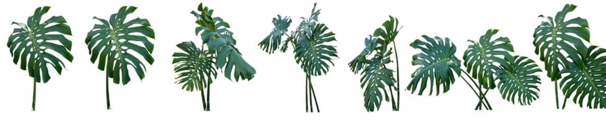 Set of fresh leaves monstera plant lie on isolated white background with copy space and clipping path.