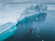 Ballenas yubartas descansando entre los icebergs a vista de drone.