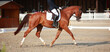 Horse Dressage horse trotting with rider in a dressage competition photographed from the side with rider.
