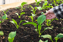 Farmer Hand Holding A Caisim Or Choy Sum Leaf In The Garden Plot Or Greenhouse. Planting Or Growing On An Organic Vegetable Farm. Choy Sum Or Green Cabbage. Concept Of Agrotourism Or Agricultural, Eco