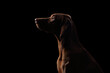 © adyafoto - Beautiful Hungarian Vizsla dog. Portrait in profile