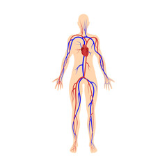 circulatory system, veins and arteries. organ system of human body vector illustration. woman body s