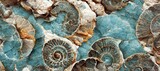Fototapeta Do akwarium - Elaborate and unique calcified aquamarine blue ammonite sea shell spirals embedded into rock. Prehistoric fossilized detailed rough grunge texture and surface patterns.