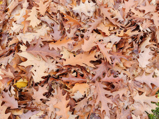 Wall Mural - Pile of brown oak leaves in autumn