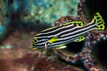 Wall Mural - Indian Ocean oriental sweetlips fish in aquarium. Plectorhinchus vittatus or oriental blubberlips striped fish, selective focus