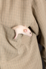 Wall Mural - white domestic baby rat