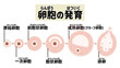 ヒトの卵胞の発育と排卵の過程　日本語の図解イラスト