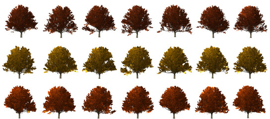 isolated Oak tree set collection autumn season