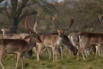 Wall Mural - fallow deer in a field