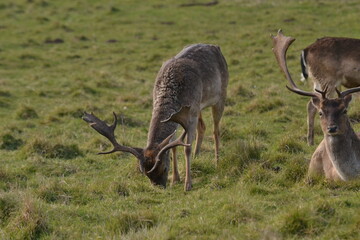 Wall Mural - fallow deer in a field