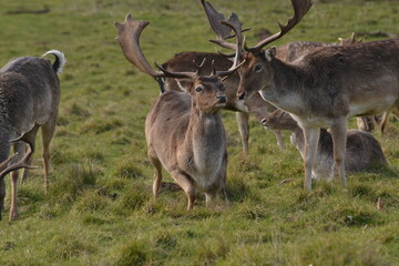 Wall Mural - fallow deer in a field