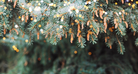 Wall Mural - outdoor christmas tree background with glittering lights from tree light.