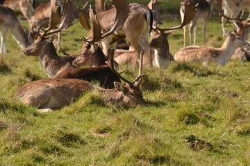 Wall Mural - fallow deer in a field