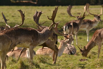 Wall Mural - fallow deer in a field