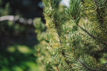 Wall Mural - background outdoor fir branch with large needles.