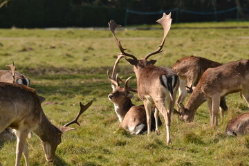 Wall Mural - fallow deer in a field