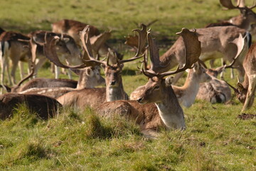 Wall Mural - fallow deer in a field