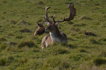 Wall Mural - fallow deer in a field