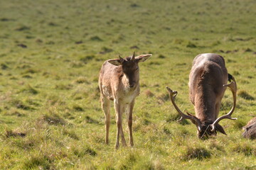Wall Mural - fallow deer in a field