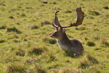 Wall Mural - fallow deer in a field