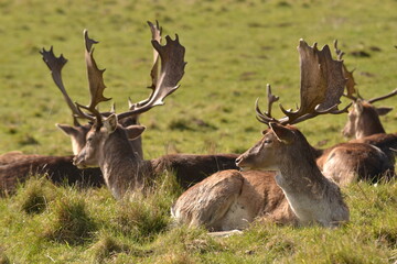 Wall Mural - fallow deer in a field