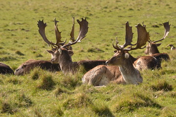 Wall Mural - fallow deer in a field