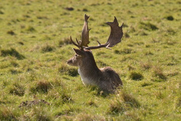 Wall Mural - fallow deer in a field