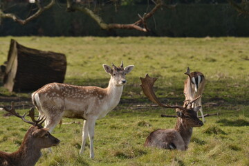 Wall Mural - fallow deer in a field