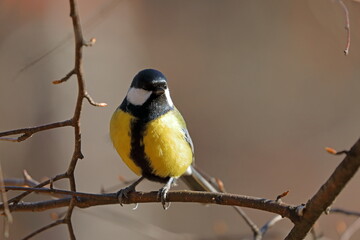 Wall Mural - Parus major. Two Great Tit close-ups on a Tree branch